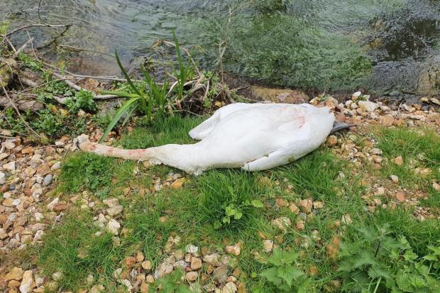 One of the swans found by the River Alre, photo: HART Wildlife Rescue