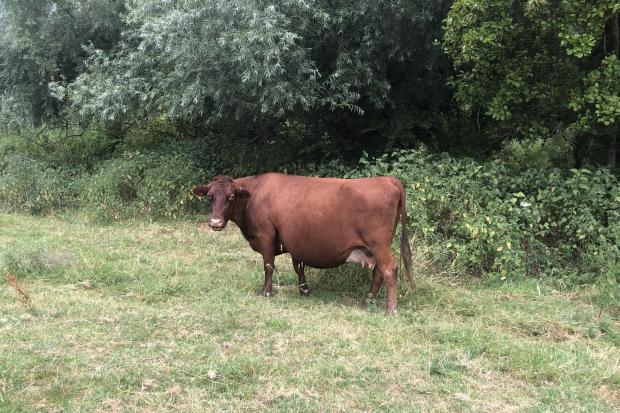 Cows on the Itchen path