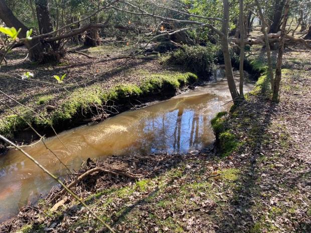 Daily Echo: Sewage in the Beaulieu River. Picture: River Action.
