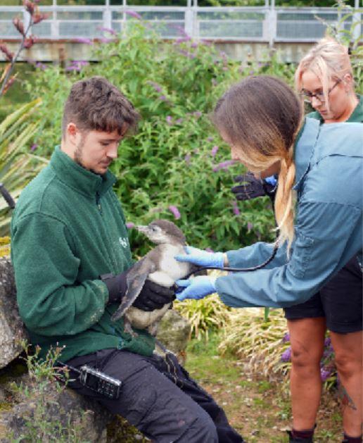 Daily Echo: Marwell Zoo's new Humboldt penguin chicks have been given a clean bill of health.