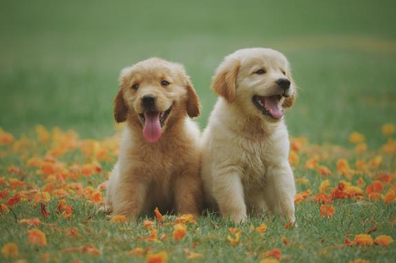 Daily Echo: Human names became more in favour for dogs this year Daily Echo: Human names became more in favour for dogs this year