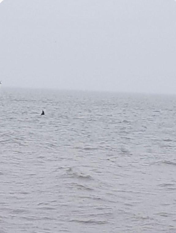 Daily Echo: David Rogers captured these photos of what appears to be a shark fin in Southampton Water Daily Echo: David Rogers captured these photos of what appears to be a shark fin in Southampton Water