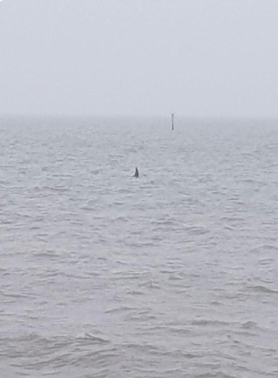 Daily Echo: David Rogers captured these photos of what appears to be a shark fin in Southampton Water Daily Echo: David Rogers captured these photos of what appears to be a shark fin in Southampton Water