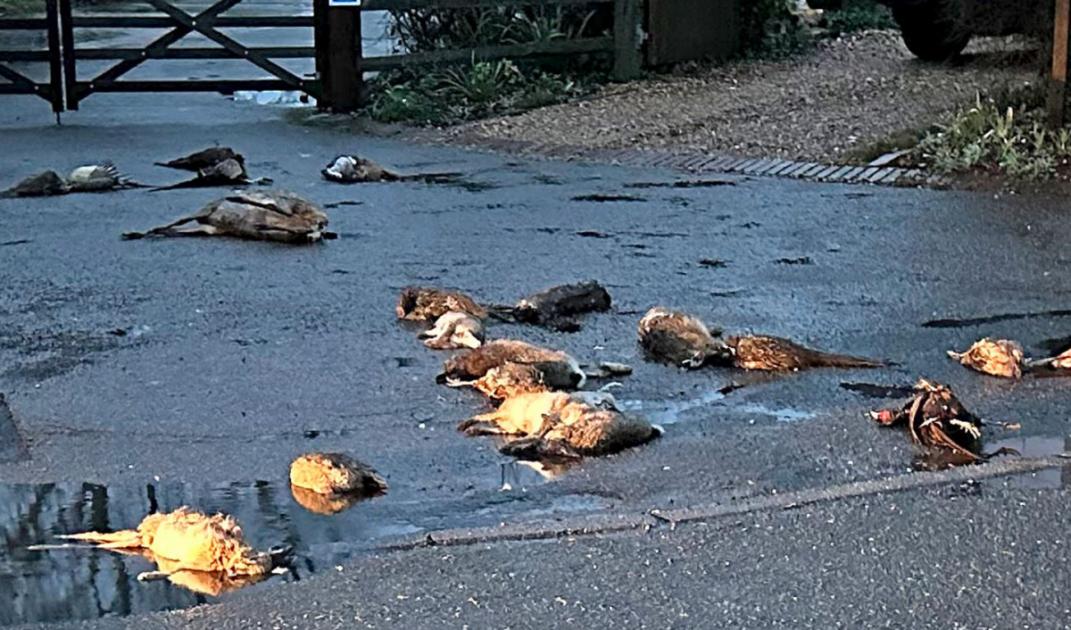 What we know as dead animals dumped in Awbridge near Romsey 