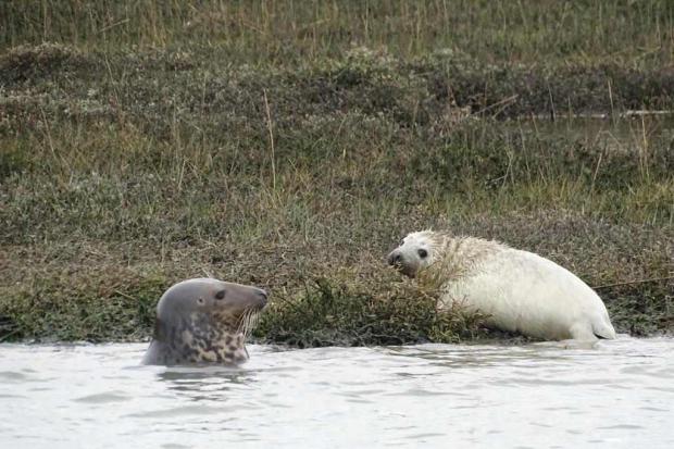 First seal pup in Hampshire waters is born on the Beaulieu River