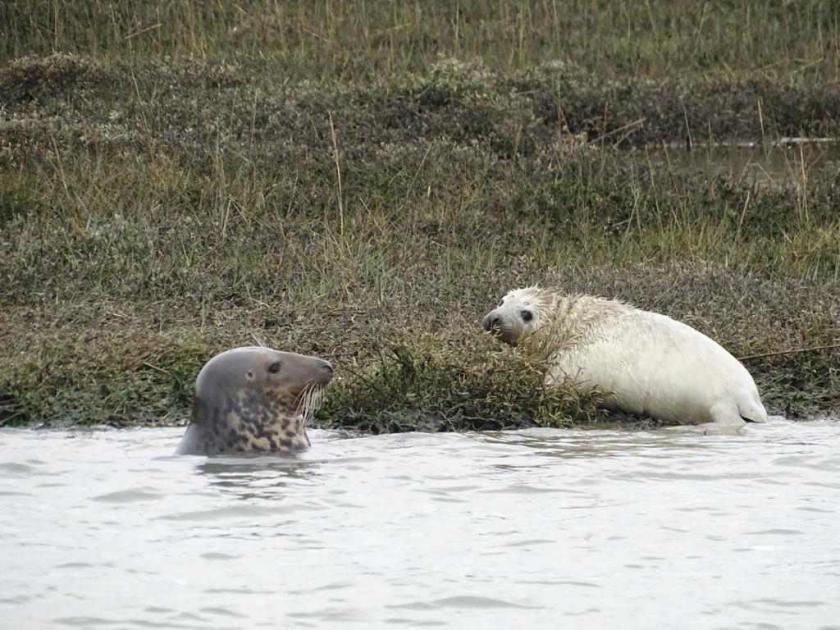 Grey seal pup born on Beaulieu River is Hampshire's first 