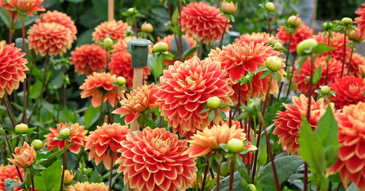 What can you plant in spring? When to water your garden - Vimarsana News