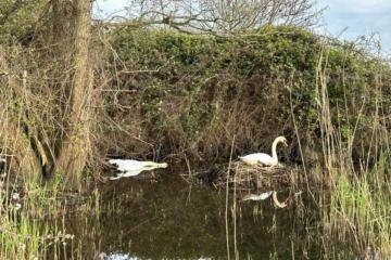 'Widowed' swan in Southampton finds new mate after partner shot dead