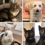 Five very different pets looking for the perfect forever home. Picture: Blue Cross Hampshire