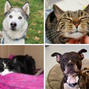 These four furry friends are all looking for forever homes. Pictures: Blue Cross Hampshire
