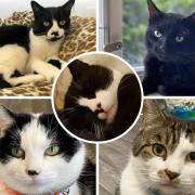 These five cats are all looking for loving homes. Pictures: Blue Cross