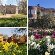 National trust spring garden walks in Hampshire