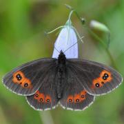 Scotch Argus is now listed as vulnerable to extinction (Tim Melling/Butterfly Conservation/PA)