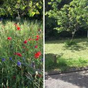 The wildflower meadow in Knowle Hill before and after it was mowed by the council