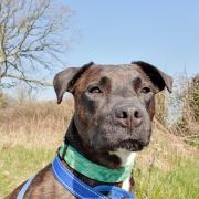 Can you give Fluke his forever home?