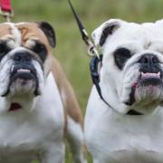 Calls for English bulldogs to be banned in the UK over health issues. (PA)