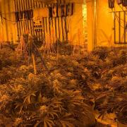 The cannabis farm. Picture: Hampshire police