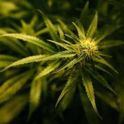 Man caught growing five cannabis plants among those sentenced at Southampton court