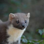 Pine martins are breeding in the New Forest
