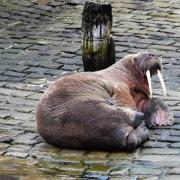Thor the wandering walrus caused a stir at Calshot before turning up 300 miles away in Yorkshire