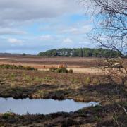 Man and his dog were rescued from a bog in the New Forest