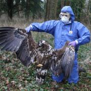 A photo of one of the dead eagles from Dorset Police Twitter.