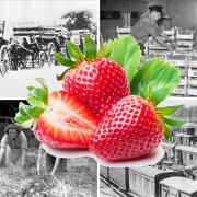Strawberry montage