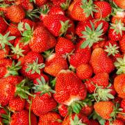 It's strawberry picking season!