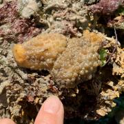 A rare sea slug called Warty Doris has been found in coastal waters near Southampton