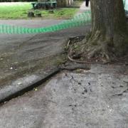 Cracks in the playground's tarmac due to the lifted roots