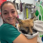 Foxy with Seadown nurse Charley Matthews  before his operation