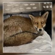 A fox, now named Faith, which had been found with a tube around its neck has been released.