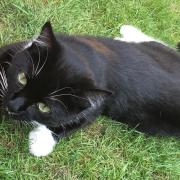 A couple from West End have been left distraught after discovering their beloved cat decapitated