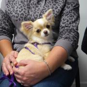 Keira the Chihuahua having lap cuddles