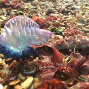 A jellyfish-like creature has been washed ashore at Milford-on-Sea