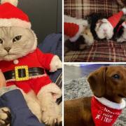 Your festive pet photos