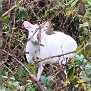 A rare white deer was spotted darting across a road in Bishop's Waltham last week by a surprised passer-by