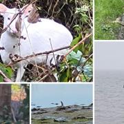 The year saw many strange animal sightings including snakes, albino deer and big cats