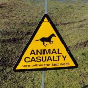 The first month of 2024 saw only two animal accidents in the New Forest