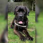 Meet the 60kg dog nicknamed 'Big Moose' looking for a new home.