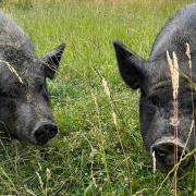 Pigs Dizzy and Loco are looking for their forever home after living at St Francis Animal Welfare in Fair Oak