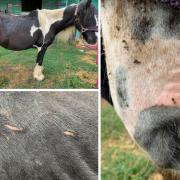 Starved horses who were infested with parasites suffered ‘long neglect’ at the hands of owner Charlene Rudgley on a Winchester farm . Pictured: Darcey at the farm