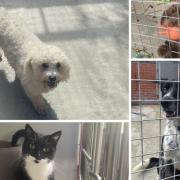 These eight pets in Southampton are looking for a forever home