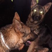 Quick-thinking lorry drivers helped police to rescue two German Shepherds running loose on the M27