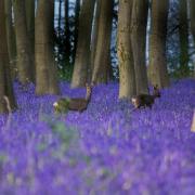Two deer walking through the bluebells at Micheldever Woods captured by Sarah Walton