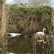A swan was left widowed after the shooting