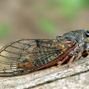Cicadetta montana by Jaroslav Maly