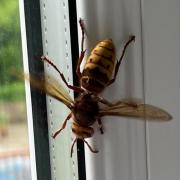  A European hornet was spotted in Romsey as sightings increase