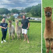 Carol and Simon Moore, pictured, have opened an alpaca walking experience in the New Forest