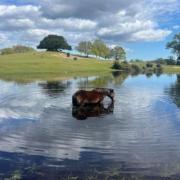 Residents and visitors to the New Forest area are being asked to share their thoughts on new walking and cycling plans